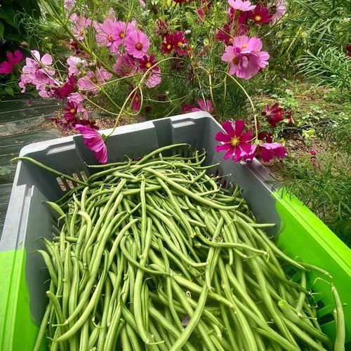 Photo de: Haricot Vert Biologique