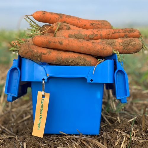 Photo de: Carotte Orange