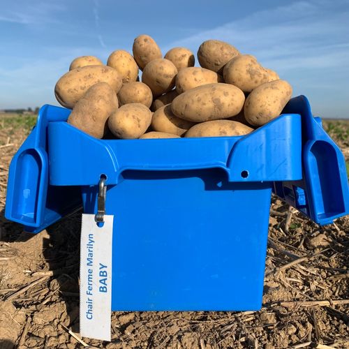 Photo de: Pomme de terre Baby