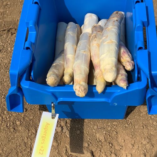 Photo de: Asperge +22