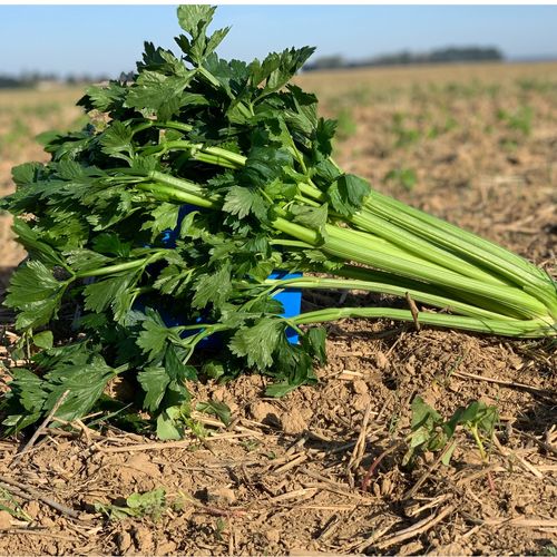 Photo de: Céleri Branche