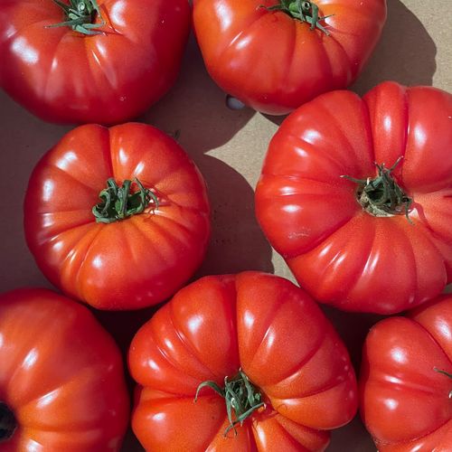 Photo de: Tomate Cotelée Rouge