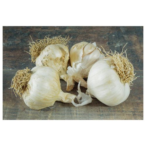 Photo de: Ail à la Tête Blanc