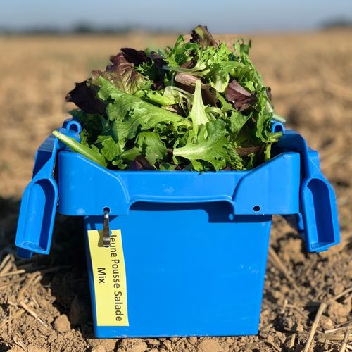 Photo de: Jeune pousse Salade Mesclun