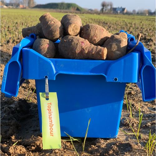 Photo de: Topinambour