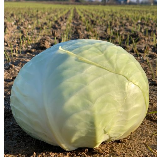 Photo de: Chou Blanc