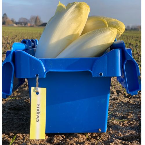 Photo de: Endive Perle du Nord