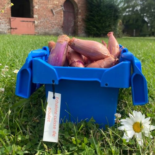Photo de: Echalion, échalote "Cuisse de Poulet"