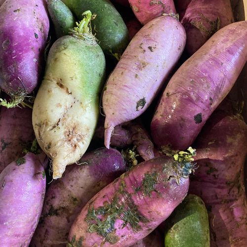 Photo de: Radis coloré Bio