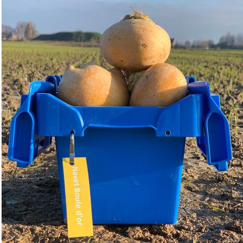 Photo de: Navet Boule d'or