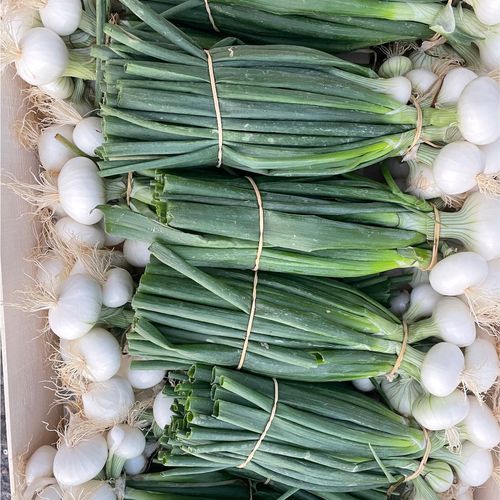 Photo de: Oignon grelot