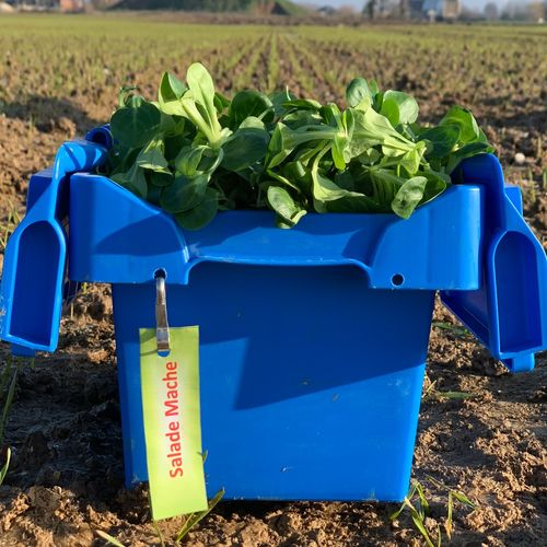 Photo de: Salade Mâche