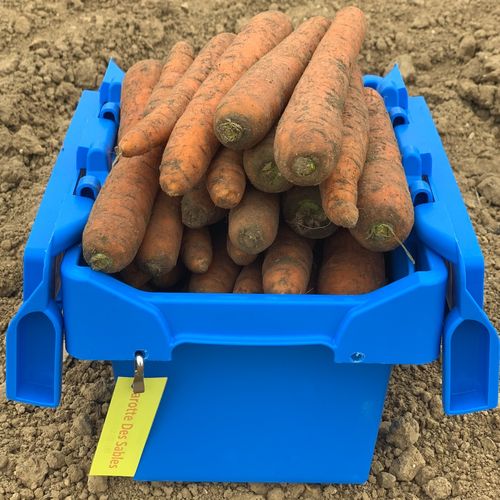 Photo de: Carotte des Sables