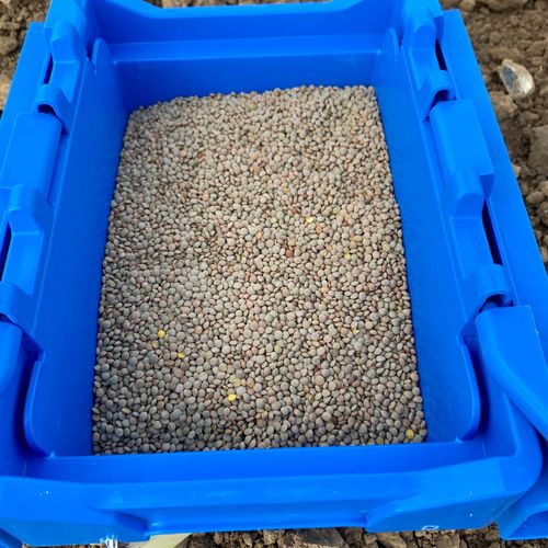 Photo de: Lentille Blonde