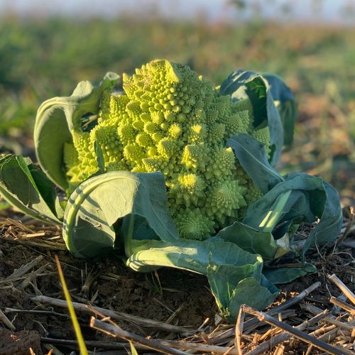 Photo de: Chou Romanesco