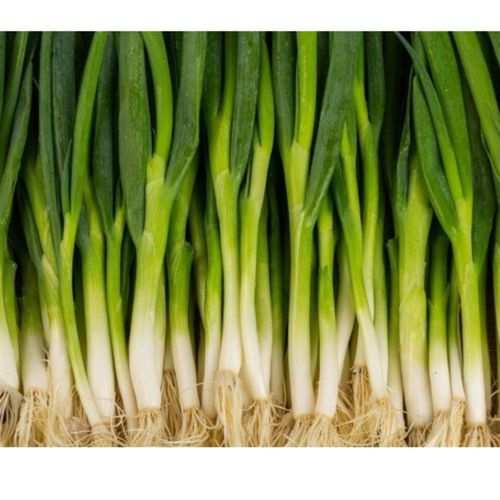 Photo de: Oignon cébette