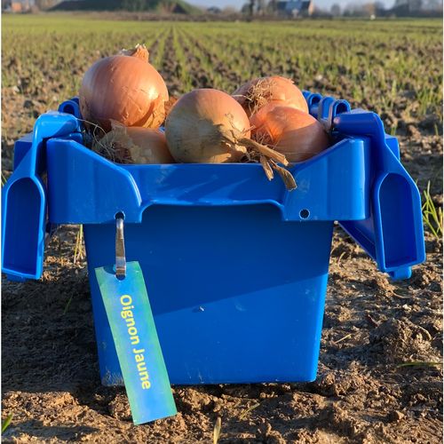 Photo de: Oignon Jaune