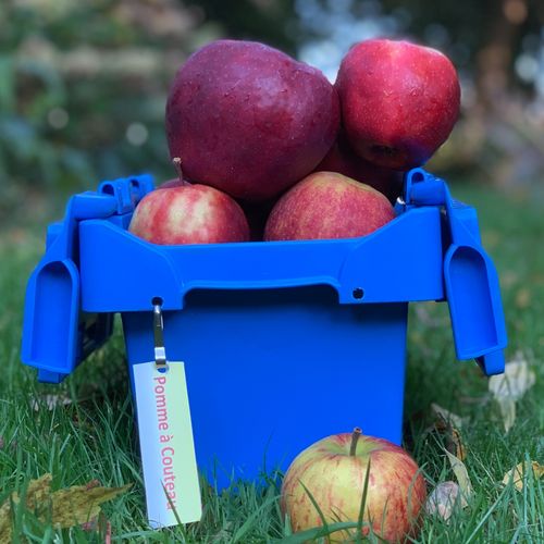 Photo de: Pomme à couteau