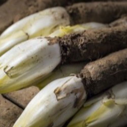 Photo de: Endive Racine Bio