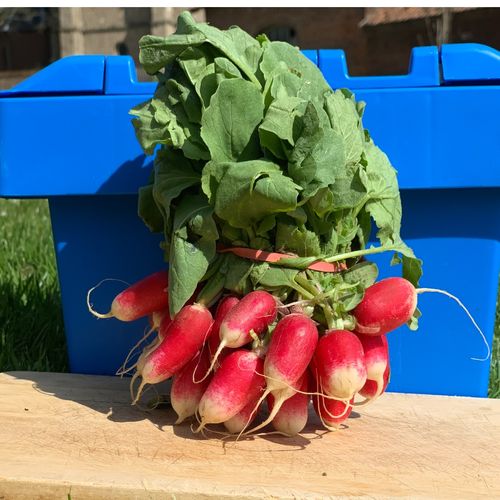 Photo de: Radis Botte