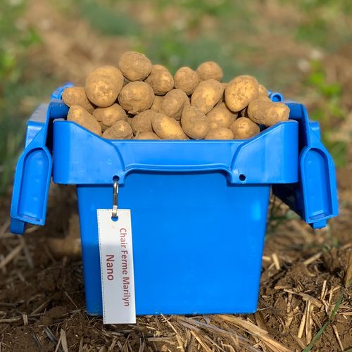 Photo de: Pomme de Terre Mitraille