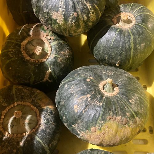 Photo de: Buttercup Bio