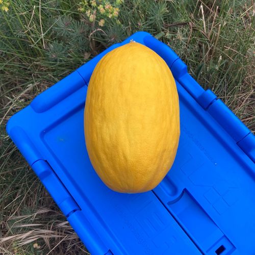 Photo de: Melon Jaune