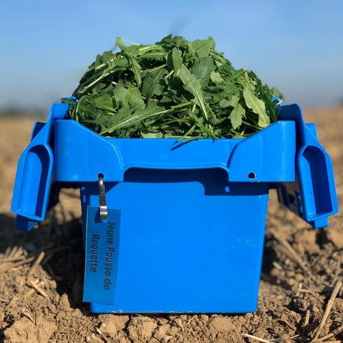 Photo de: Jeune pousse de Roquette