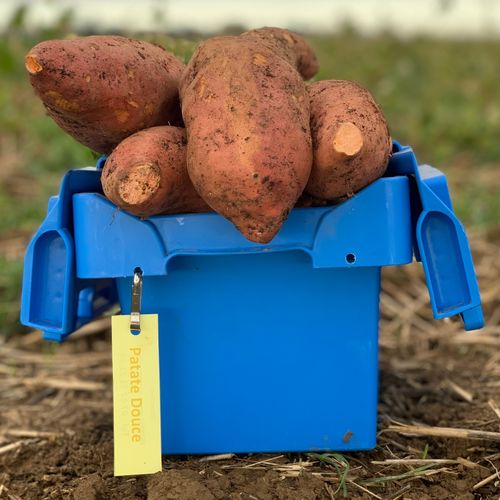 Photo de: Patate Douce