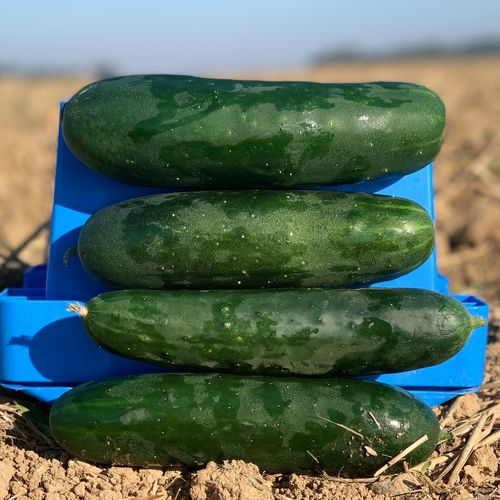 Photo de: Concombre Caman