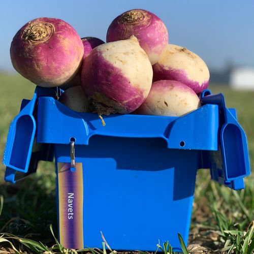 Photo de: Navet d'ailleurs