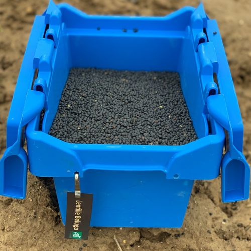 Photo de: Lentille Beluga