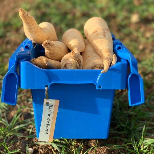 Photo de: Racine de Persil