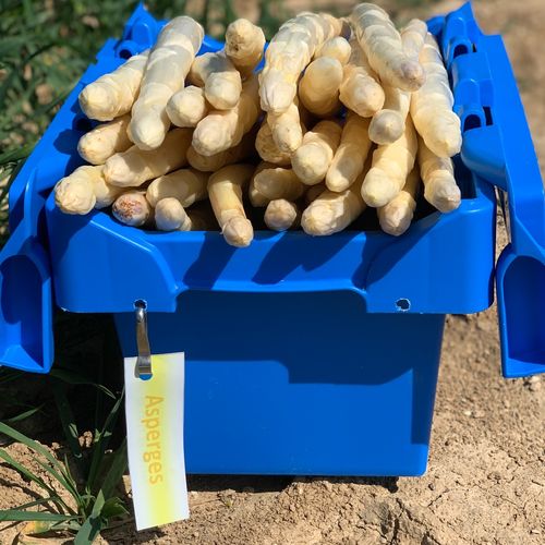 Photo de: Asperge 16-22