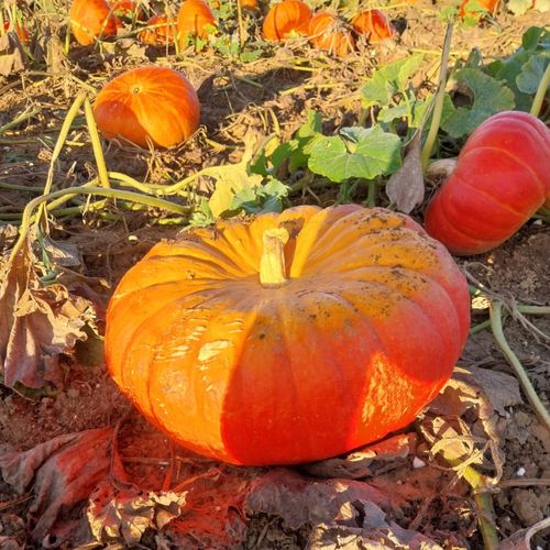 Photo de: Citrouille