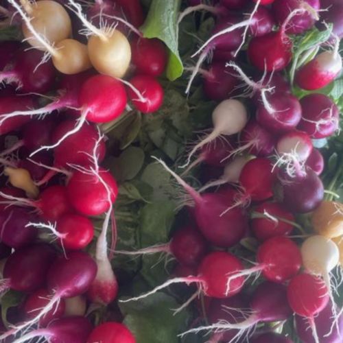 Photo de: Radis botte de couleurs