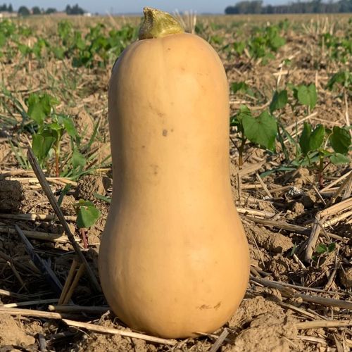 Photo de: Butternut
