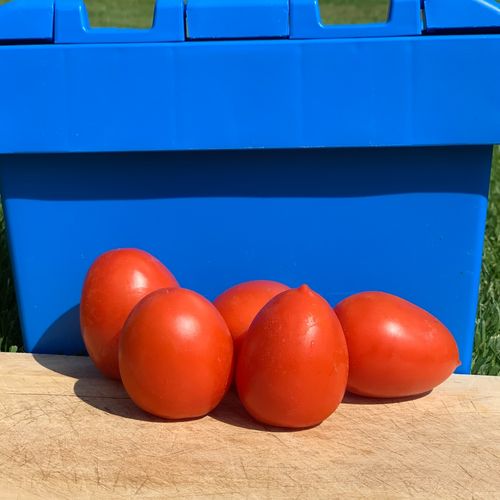 Photo de: Tomate Allongée