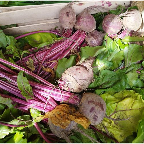 Photo de: Betteraves botte