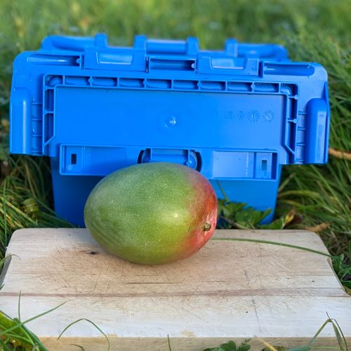 Photo de: Mangue