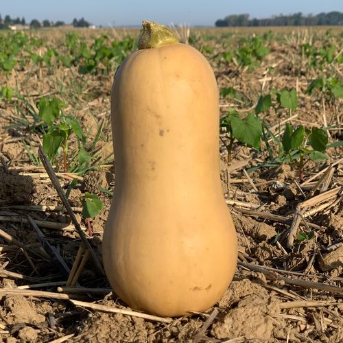 Photo de: Butternut Bio