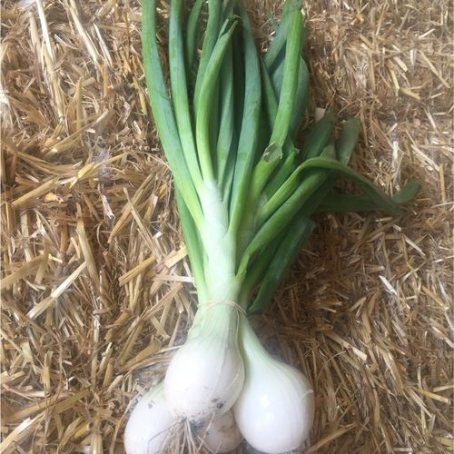 Photo de: Oignon Botte