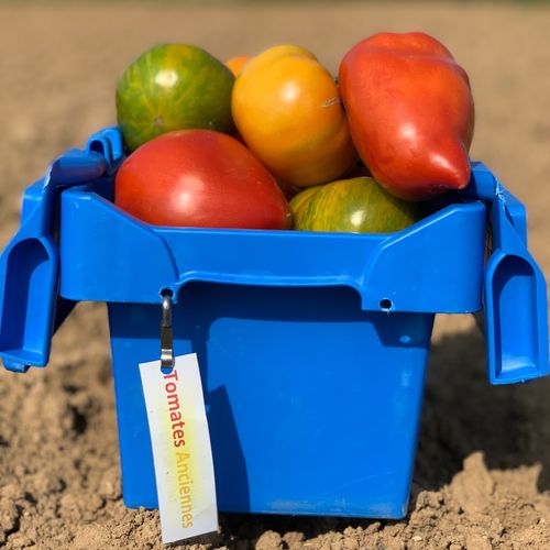 Photo de: Tomate Ancienne