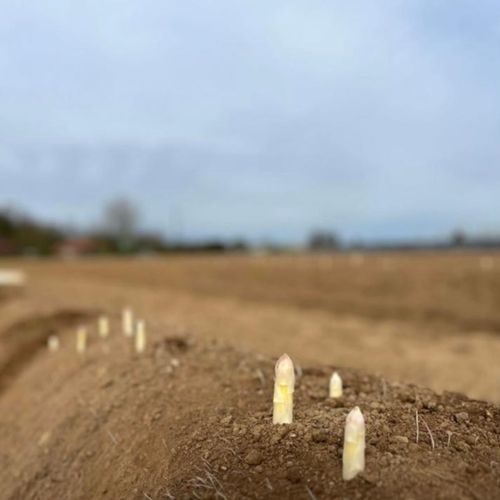 Photo de: Asperge Blanche 16 à +22