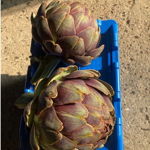 Photo de: Artichaut