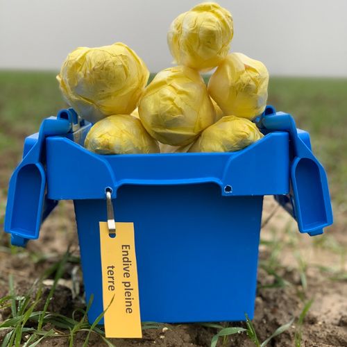 Photo de: Endive Pleine Terre