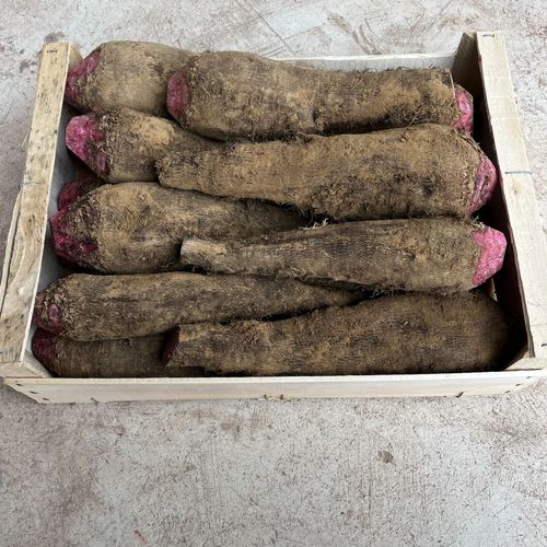 Photo de: Betterave Rouge Crapaudine crue