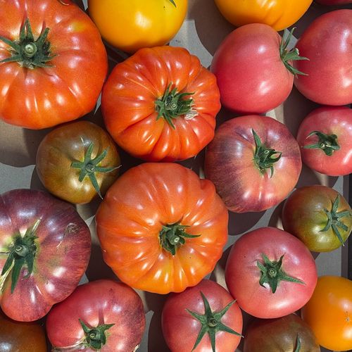 Photo de: Tomate Couleur