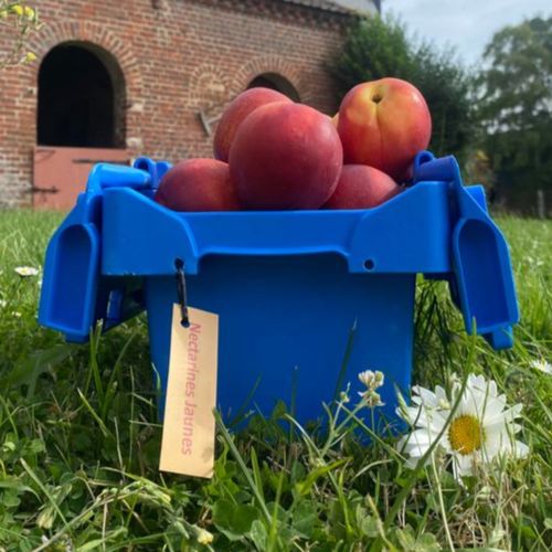 Photo de: Nectarine jaune