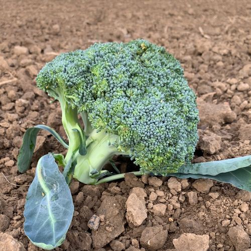 Photo de: Brocoli